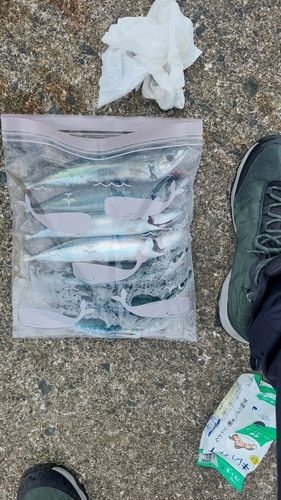 ムロアジの釣果