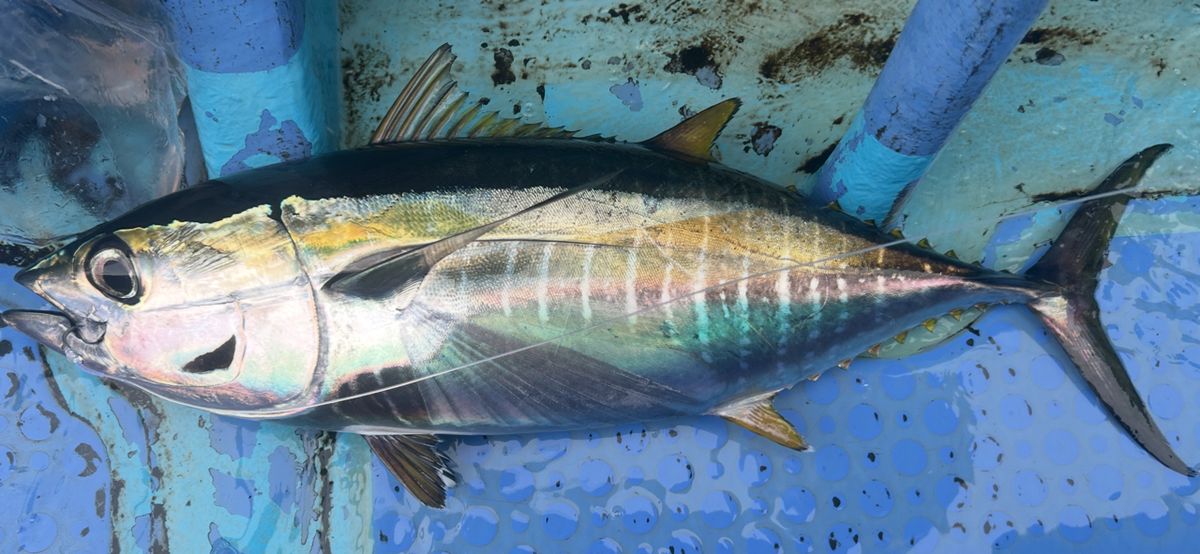 コッスーFさんの釣果 2枚目の画像