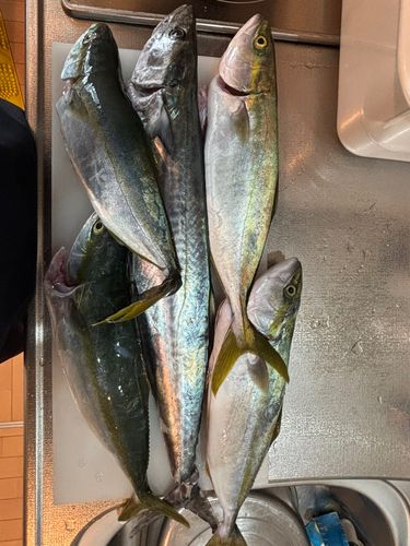 サワラの釣果