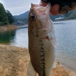 ブラックバス