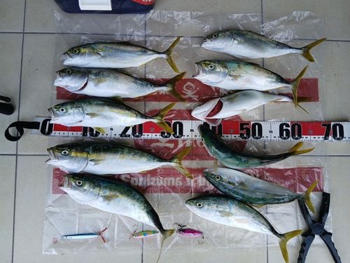 イナダの釣果