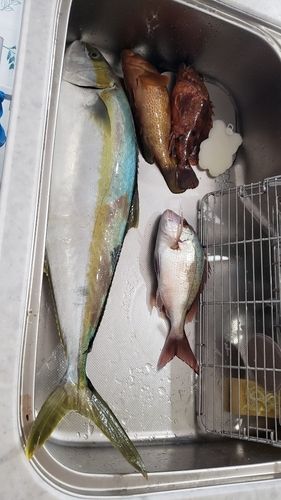 ヒラマサの釣果