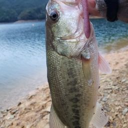 ブラックバス