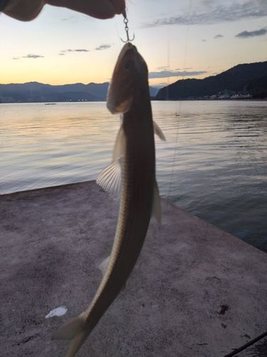 アコウの釣果