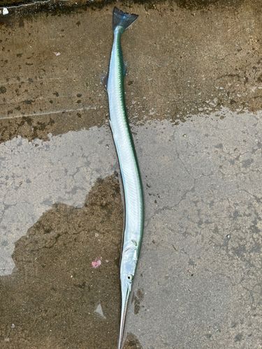 ダツの釣果