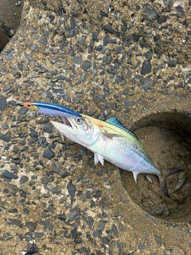 サゴシの釣果