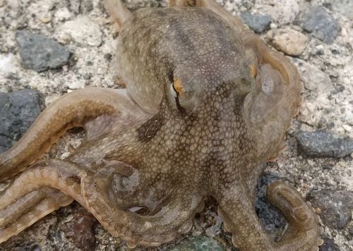 イイダコの釣果