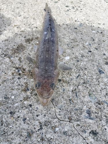 エソの釣果