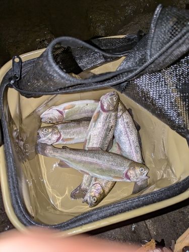 ニジマスの釣果