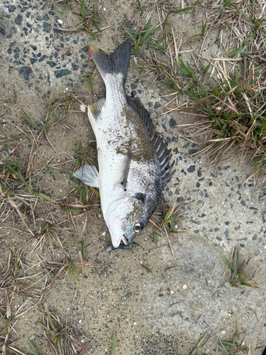 チヌの釣果