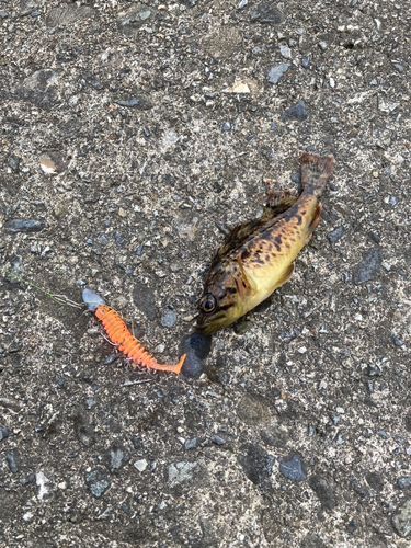 クロソイの釣果