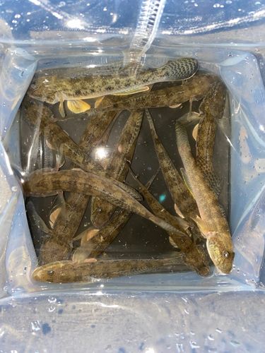 マハゼの釣果