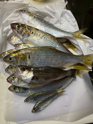 コノシロの釣果