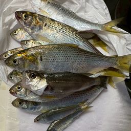 コノシロ