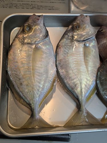 カイワリの釣果