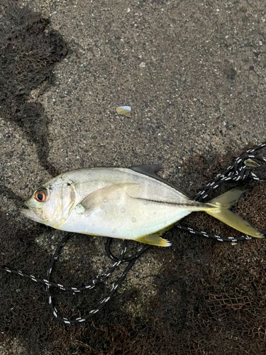 野見湾