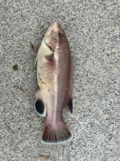コブダイの釣果