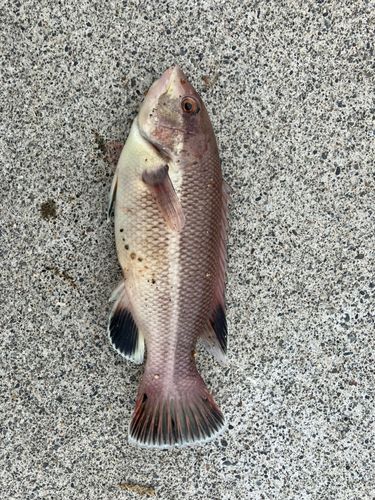 コブダイの釣果