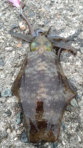 アオリイカの釣果
