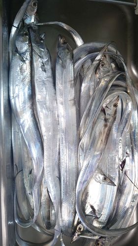 タチウオの釣果