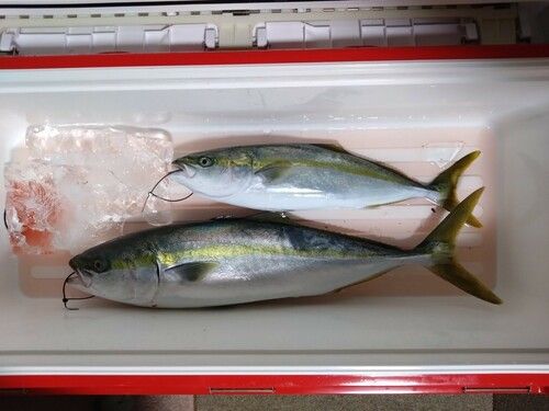 メジロの釣果