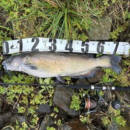 アメリカナマズ