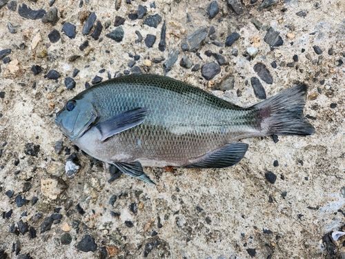 グレの釣果