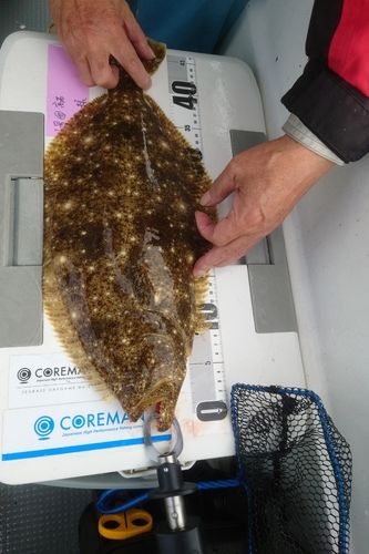 ヒラメの釣果