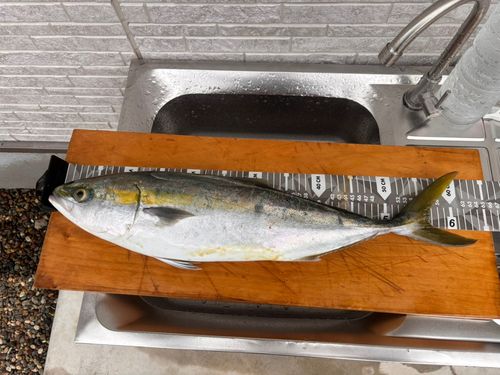 ハマチの釣果