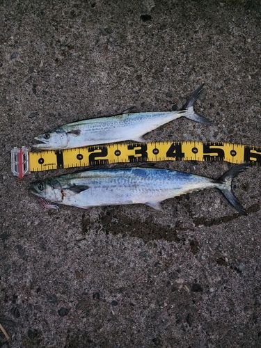 サゴシの釣果
