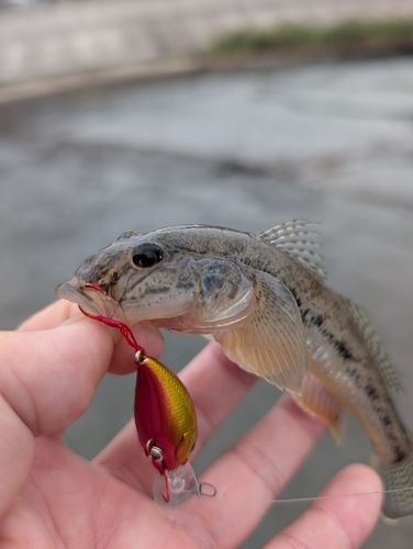ハゼの釣果