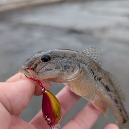 ハゼ