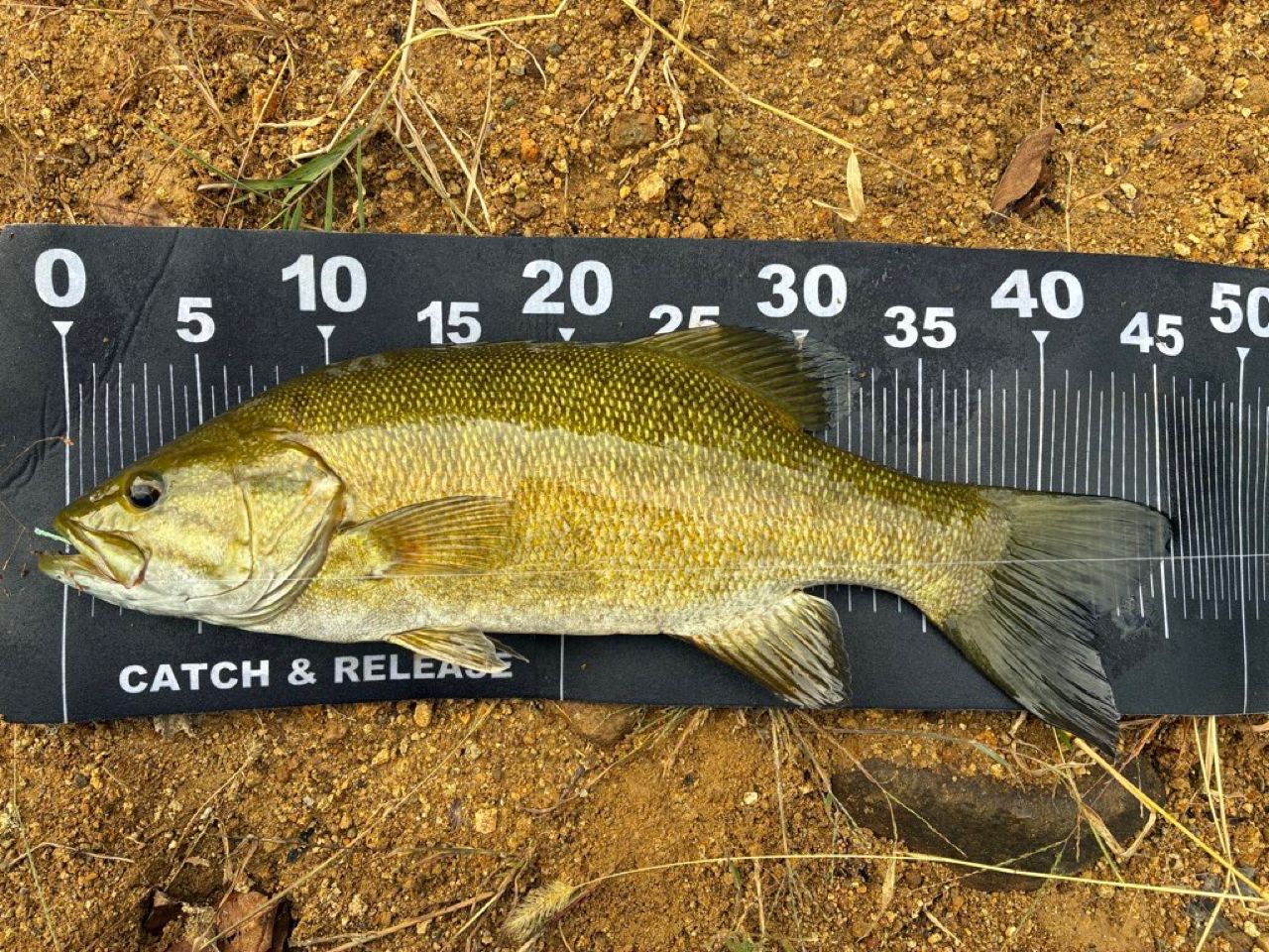 スモールマウスバス