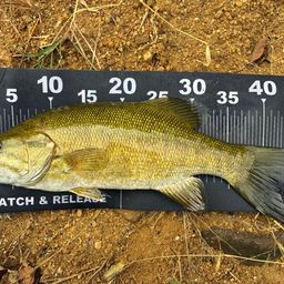 スモールマウスバス