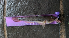 マハゼの釣果