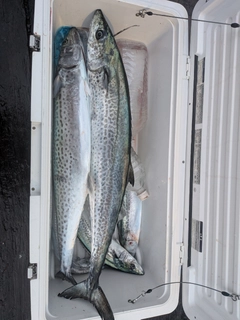 サワラの釣果