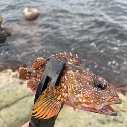 カサゴ