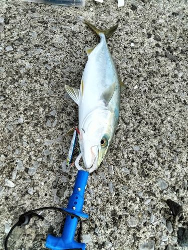 ヤズの釣果