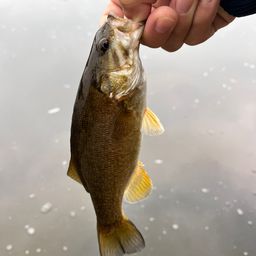 スモールマウスバス