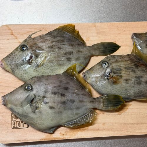 熊野灘
