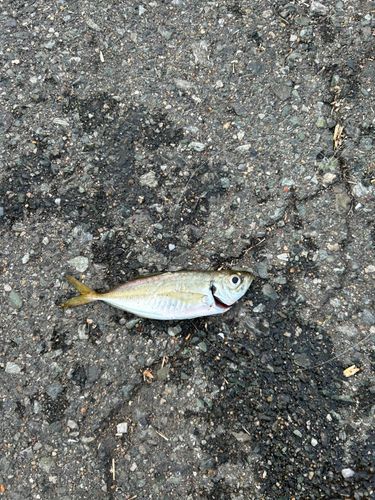 スズキの釣果