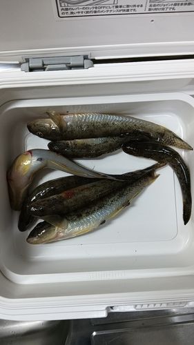 ハゼの釣果