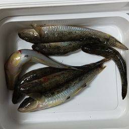 ハゼ