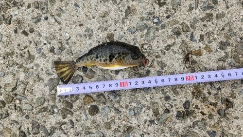 フグの釣果