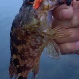 カサゴ