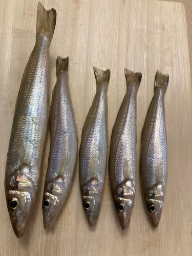 キスの釣果