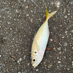 アジ