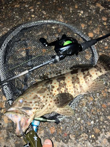 チャイロマルハタの釣果