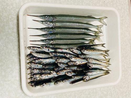 カタクチイワシの釣果