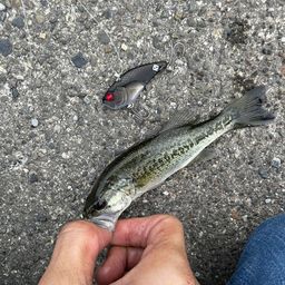 ブラックバス